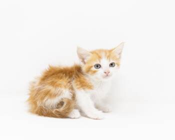 Tabby Cats Available for Adoption in Trophy Club, Texas - Dazzle | PetCurious