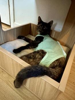 Domestic Short Hair Cats Available for Adoption in Trenton, New Jersey - Gianna | PetCurious