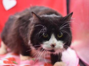 Domestic Medium Hair Cats Available for Adoption - Dandelion | PetCurious