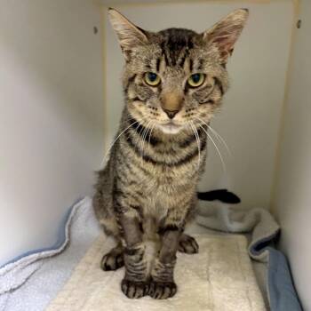 Bruce -  Domestic Short Hair Cat for Adoption in Woodinville, Washington - Bruce | PetCurious