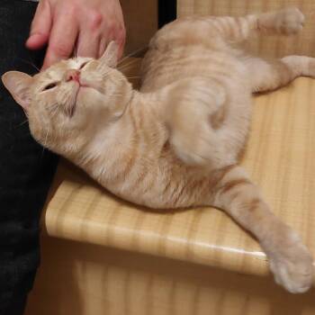 Simba -  Domestic Short Hair Cat for Adoption in Worcester, Massachusetts - Simba | PetCurious