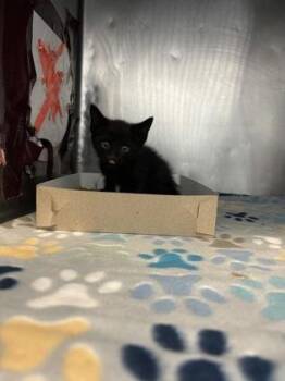 61223149 -  Domestic Short Hair Cat for Adoption in El Paso, Texas - 61223149 | PetCurious