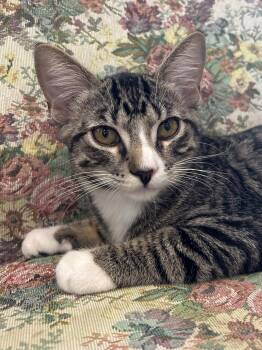 Glammy -  Domestic Short Hair and Tabby Cat for Adoption in Plano, Texas - Glammy | PetCurious