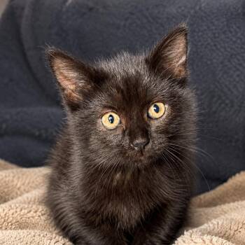 Honey -  Domestic Short Hair Cat for Adoption in Denver, Colorado - Honey | PetCurious