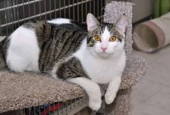 Domestic Short Hair Cats Available for Adoption - Swiss | PetCurious