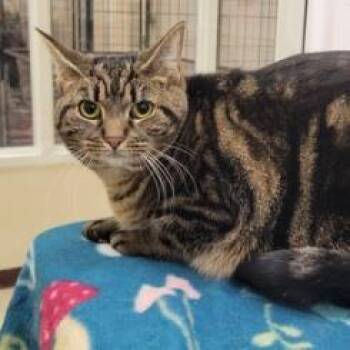 Hootie -  Domestic Short Hair Cat for Adoption in Waynesboro, Pennsylvania - Hootie | PetCurious
