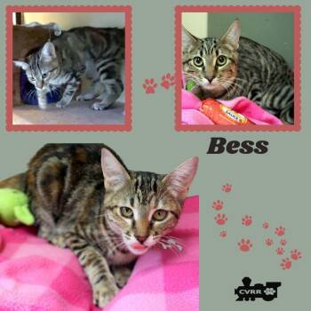 Bess (Kitten) -  Tabby Cat for Adoption in Lindsay, California - Bess (Kitten) | PetCurious