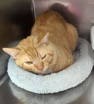 Cat -  Domestic Short Hair Cat for Adoption in Petersburg, Virginia - Cat | PetCurious