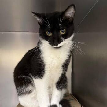 KELLOGGS -  Domestic Short Hair Cat for Adoption in St. Louis, Missouri - KELLOGGS | PetCurious