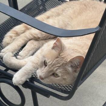 Pippin -  American Shorthair Cat for Adoption in Rochester, Minnesota - Pippin | PetCurious