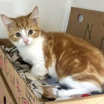 Butterball -  Domestic Short Hair Cat for Adoption - Butterball | PetCurious