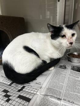 JELLY BEANS -  Domestic Short Hair Cat for Adoption in San Antonio, Texas - JELLY BEANS | PetCurious
