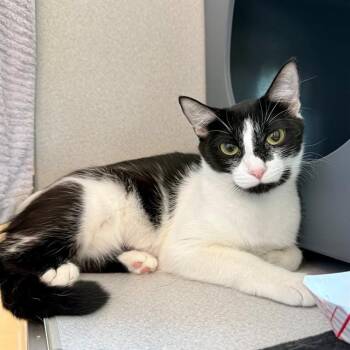 COD -  Domestic Short Hair Cat for Adoption in Leesburg, Virginia - COD | PetCurious