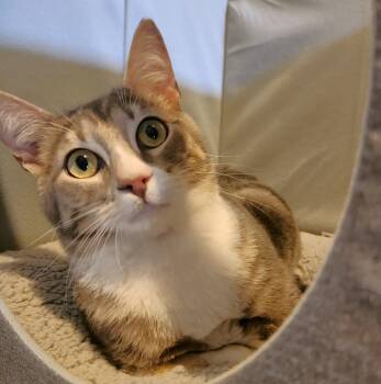 Domestic Short Hair Cats Available for Adoption - Milo | PetCurious