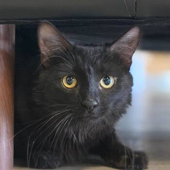 Domestic Medium Hair Cats Available for Adoption in Las Vegas, Nevada - Rolo | PetCurious