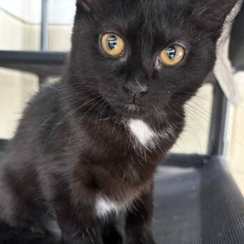 Candy -  Domestic Short Hair Cat for Adoption in Gloucester, Virginia - Candy | PetCurious