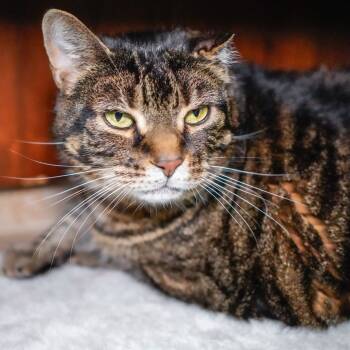 Rescue Domestic Medium Hair Cats for Adoption - Big Kitty | PetCurious
