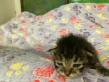 Domestic Short Hair Cats Available for Adoption in Houston, Texas - A2071788 | PetCurious