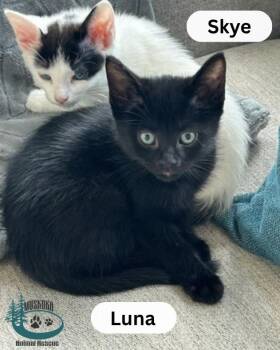 Luna -  Domestic Short Hair Cat for Adoption in Huntsville, Ontario - Luna | PetCurious