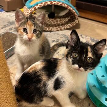 Domestic Short Hair Cats Available for Adoption in Los Angeles, California - Korra | PetCurious
