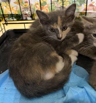 Carly -  Dilute Tortoiseshell Cat for Adoption in Bridgeton, North Carolina - Carly | PetCurious