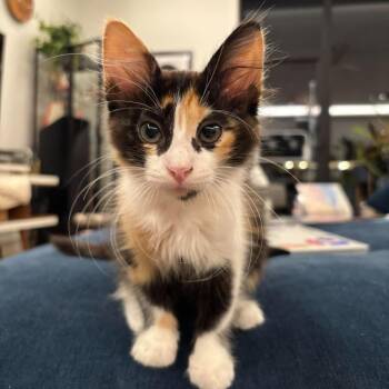 Kimchi -  Domestic Medium Hair Cat for Adoption in Plainfield, Illinois - Kimchi | PetCurious