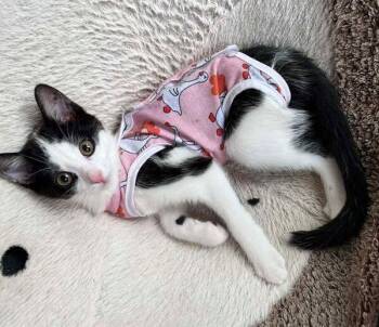 Flossy -  Domestic Short Hair Cat for Adoption in Mississauga, Ontario - Flossy | PetCurious