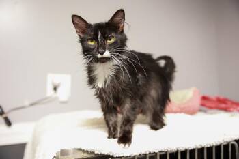 Susie Lou -  Domestic Medium Hair Cat for Adoption in Loogootee, Indiana - Susie Lou | PetCurious