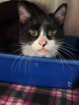 Domestic Short Hair Cats Available for Adoption - Gambit | PetCurious