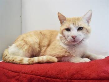 CHEETO -  Domestic Short Hair Cat for Adoption in Sacramento, California - CHEETO | PetCurious