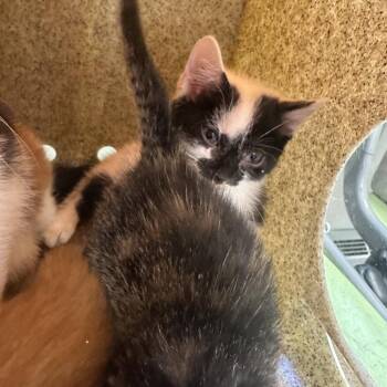 Domestic Short Hair Cats Available for Adoption - Fishstick | PetCurious