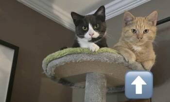 Domestic Short Hair Cats Available for Adoption - AC Feta | PetCurious