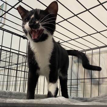 Rescue Domestic Short Hair Cats for Adoption in Buffalo, New York - Starwar | PetCurious