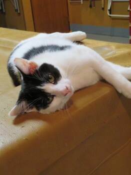 Bandit -  Domestic Short Hair Cat for Adoption in Lancaster, Pennsylvania - Bandit | PetCurious