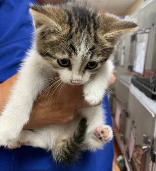 Rihanna -  Domestic Short Hair Cat for Adoption in Salisbury, Maryland - Rihanna | PetCurious