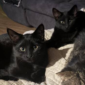Domestic Short Hair Cats Available for Adoption in Saint Paul, Minnesota - Thelma | PetCurious