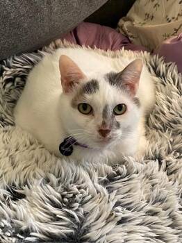 American Shorthair Cats Available for Adoption - Bianca  | PetCurious