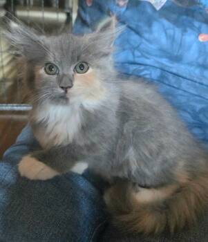 Rescue Domestic Medium Hair Cats for Adoption in Salinas, California - Willow | PetCurious