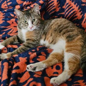 Domestic Short Hair Cats Available for Adoption in Tucson, Arizona - Callie | PetCurious