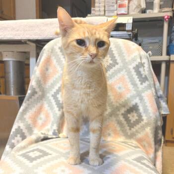 Rescue Domestic Short Hair Cats for Adoption in Belleville, Illinois - Callie | PetCurious