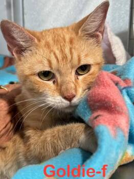 Domestic Short Hair Cats Available for Adoption in Brookhaven, Mississippi - Goldie 25 | PetCurious