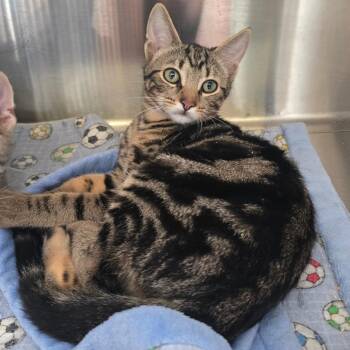 Blue -  Domestic Short Hair Cat for Adoption in Spokane, Washington - Blue | PetCurious