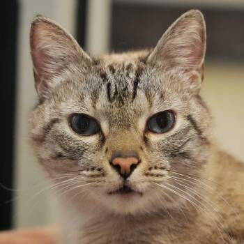 Siamese Cats Available for Adoption in Aiken, South Carolina - Casper 14480 | PetCurious