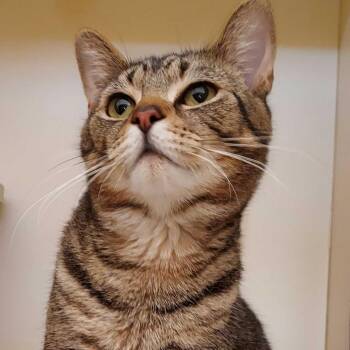 Domestic Short Hair Cats Available for Adoption - Merlin | PetCurious