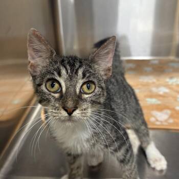 Strat -  Domestic Short Hair Cat for Adoption - Strat | PetCurious