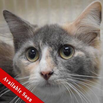 Snookie -  Dilute Calico and Domestic Medium Hair Cat for Adoption in Huntley, Illinois - Snookie | PetCurious