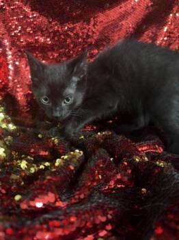 Rafael -  Domestic Short Hair Cat for Adoption in Conway, South Carolina - Rafael | PetCurious