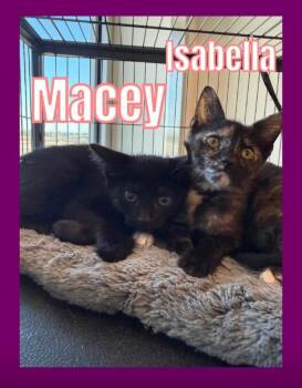 Macey -  Domestic Short Hair Cat for Adoption in Bossier City, Louisiana - Macey | PetCurious
