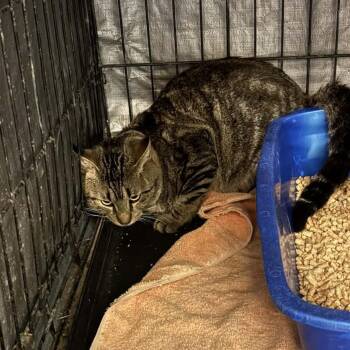 Domestic Short Hair Cats Available for Adoption in Stephenville, Texas - Flash | PetCurious