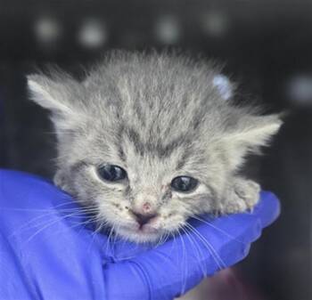 Domestic Short Hair Cats Available for Adoption - MS. GREY | PetCurious